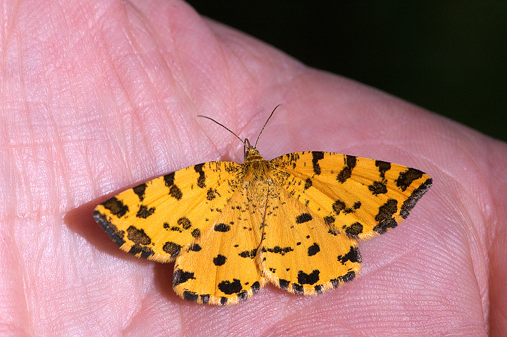 Pseudopanthera macularia